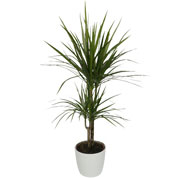 'Plante d''intérieur - Dracaena 2 troncs + Pot Blanc /'